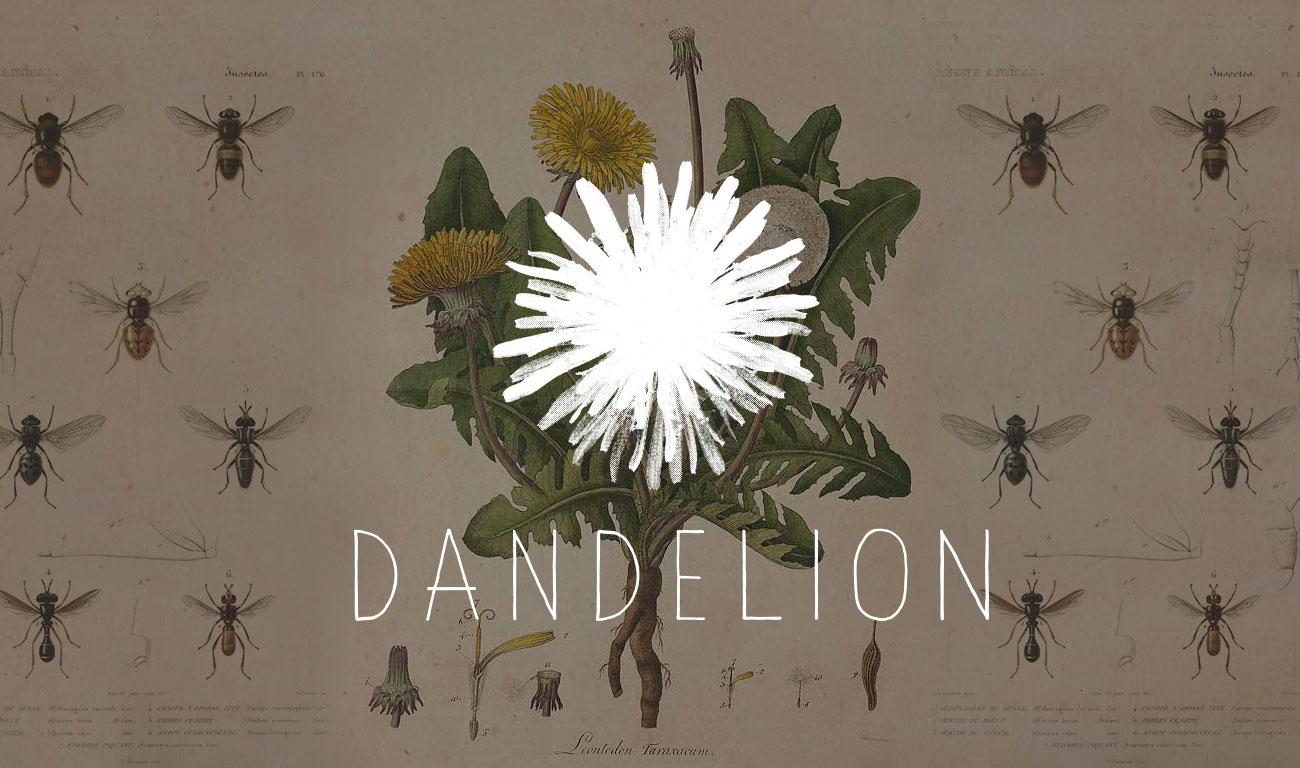 dandelion-social